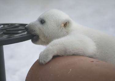The Toronto Zoo's new polar bear was born on November 9, 2013.