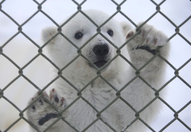 The Toronto Zoo's new polar bear was born on November 9, 2013.