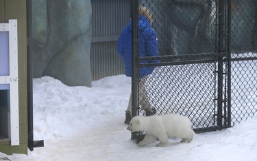 The new polar bear frolicks in his enclosure at the Toronto Zoo playing with a blanket, climbing the hills and peeking out through the fence. He was born on born November 9, 2013 and was out on display for Family Day. A contest to name the now 13 kg cub is underway with the names up for grabs being: Humphrey, Orson, James, Lorek, Searik and Stirling. Contest can be done online and ends Monday, March 3 Jack Boland/Toronto Sun/QMI Agency