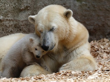 A polar bear cub plays next to its mother Giovanna outside in their enclosure at Tierpark Hellabrunn in Munich, March 19, 2014.  Twin 14 week-old polar bear cubs, who have yet to be named, made their first public appearance on Wednesday.           REUTERS/Michael Dalder (GERMANY  - Tags: ANIMALS SOCIETY TPX IMAGES OF THE DAY)