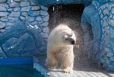 Felix, an eight-year-old male polar bear, shakes water off after swimming in a pool for the first time in the season, with the air temperature at about 20 degrees Celsius (68 degrees Fahrenheit), at the Royev Ruchey zoo in a suburb of Russia's Siberian city of Krasnoyarsk, April 4, 2014. A weak orphaned cub Felix was delivered to the zoo from a scientific polar station on the Wrangel Island in the Arctic Ocean in May 2006, according to zoo representatives. REUTERS/Ilya Naymushin (RUSSIA  - Tags: ANIMALS ENVIRONMENT)