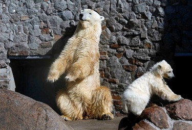 A polar bear cub plays next to its mother Uslada in their enclosure at the Leningradskiy zoo in St.Petersburg, April 24, 2014. The four-month old polar bear cub, who made its first public appearance on Thursday , is yet to be named.  REUTERS/Alexander Demianchuk (RUSSIA - Tags: ANIMALS)