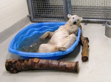 An abandoned 11-month-old polar bear cub from Churchill has been moved to Assiniboine Park Zoo. This photo was released by zoo officials on Oct. 29, 2013. (HANDOUT PIC)