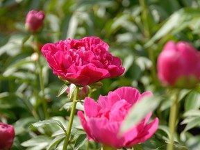 The peony plant is good for 30 years in the same spot. (QMI Agency Photo)