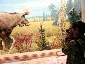 Gideon Cortez takes a picture of a stuffed moose during Free Admission Day at the Royal Alberta Museum on Sunday. (Hugo Sanchez/Special to the Sun)