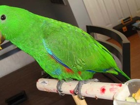 Parrot purchased by Melynda Hebert in 2012, which died three months afterward. (Handout)