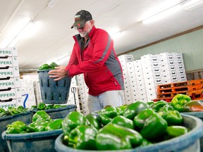 Joe Ferket stacks a basket of green peppers at Ferket Vegetable Farm, which donates a portion of it's harvest to the London Food Bank. CRAIG GLOVER/The London Free Press/QMI Agency
