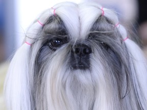 Shih Tzu (AFP)