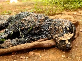 A screengrab of a video posted on YouTube shows the dog after he was covered in tar by a spill in India. (YouTube/Animal Aid Unlimited, India)