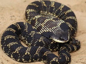 Eastern hog-nosed snake (Photo courtesy of Upper Thames River Conservation Authority)