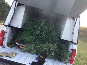 RCMP and OPP eradicated 584 marijuana plants as part of a September SABOT operation in Sarnia-Lambton. Police searched 22 sites. (Submitted photo)