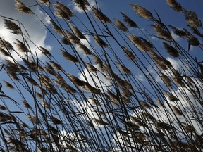 Phragmites blow in the wind (Reuters file photo)