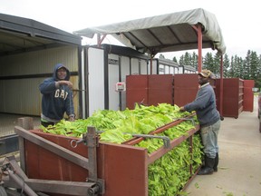 Fernandez Barrett (on left) and Carlton Smith load tobacco leaves into a bin to be hydraulically lifted into the kiln where they are dried and cured. (CAROL STEEDMAN / For The Expositor)