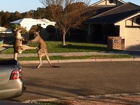 Kangaroos can be seen duking it out in a video posted to YouTube. ( Rodney Langham/YouTube screengrab )