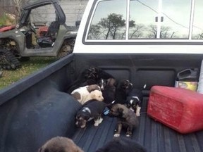 The humane society in North Battleford, Sask., says a local hunter found 20 puppies in boxes in a field that were possibly left as bait for coyotes. (North Battleford Humane Society/Facebook)
