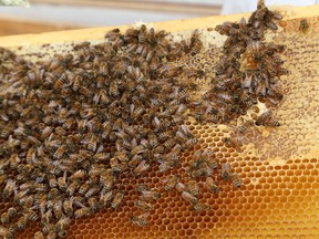 Bees in Sudbury (John Lappa/QMI Agency)