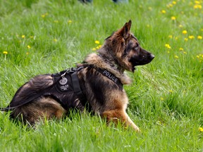 Edmonton Police Service Dog, Quanto, was killed following an altercation with a criminal flight suspect on Monday Oct. 7, 2013.
Edmonton Police Hand out