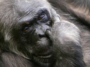 A chimpanzee enjoys the sun at Gut Aiderbichl's Sanctuary for Traumatized Chimpanzees and other Primates in Gaenserndorf, 50 kms (31 miles) northeast of Vienna, September 14, 2011. (REUTERS/Herwig Prammer)