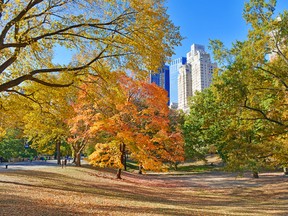 Central Park in New York City. 

(Fotolia)