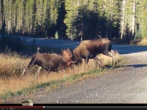 A screengrab of the moose fight Tawny Tersmette captured on video on Saturday, October 4, 2014.