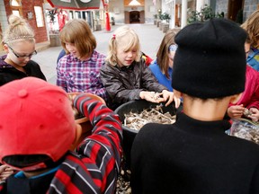 Students from St. Joseph Catholic School in Belleville peel garlic to take home with them during Agribition at Farmtown Park in Stirling, Wednesday. The two-day event sees hundreds of students visiting the park learning about agriculture. 
Emily Mountney-Lessard/The Intelligencer