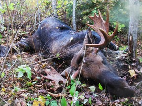 A photo of the poached moose that was found.