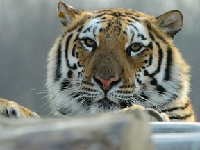 A Siberian tiger clings to wood logs at the Siberian Tiger Forest Park in Harbin, Heilongjiang province in this file photo taken December 27, 2011. (REUTERS/Sheng Li)