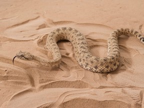 A Sidewinder rattlesnake is shown in this undated handout provided by the Georgia Institute of Technology during research at Zoo Atlanta in Atlanta, Georgia on October 9, 2014. (REUTERS/Rob Felt/Georgia Institute of Technology/Handout via Reuters)