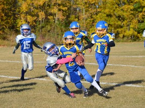 Grady Sokulski of the Stony Plain Bombers takes a big hit from a Spruce Grove Cougar during atom football action in Stony on Oct. 5. The Bombers hosted three games at their field on that day, with this tri-area battle going the way of the cougars by a final score of 20-12. - Thomas Miller, Reporter/Examiner