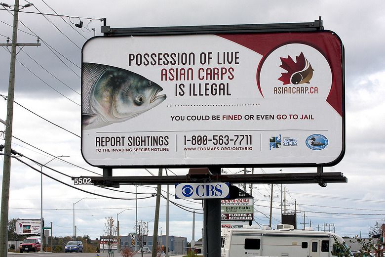 Asian Carps  Ontario's Invading Species Awareness Program