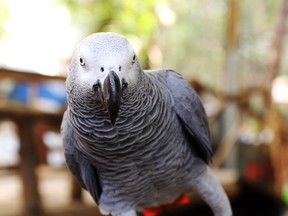 An African grey parrot is pictured in this image. (Fotolia)