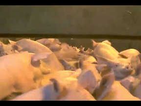 Mercy For Animals Canada has released a hidden-camera footage where the allege that pigs have been beaten, shocked, and mutilated without painkillers in full view of CFIA Government Inspectors. Frame Grab Courtesy/Mercy For Animals Canada