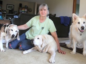 Catherine Pokrywa, who runs Sheba's Haven, a palliative care home for dogs, with her husband Bill McCormick, sits with Jazz, centre, and two more of the 14 dogs they are currently housing. A fundraiser to pay for Jazz's medical bills will be held Nov. 9 at the Overtime Sports Bar. (Michael Lea/The Whig-Standard)
