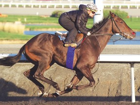 Reporting Star goes for a practice run under jockey Justin Stein at Woodbine Racetrack on Tuesday. He’ll race in the Pattison International on Sunday. (Michael Burns photo)