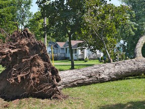 A large tree lies across a roadway just north of the town of Paris, Ont., in this file photo. (BRIAN THOMPSON/QMI Agency Files)