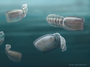 An artists's impression of the 500-million-year-old marine creatures known as vetulicolians, now believed to be distant cousins of vertebrate animals such as humans and fish. Scientists say these blind 'filter feeders' were once abundant throughout the world. (Photo: Katrina Kenny/Handout/QMI Agency)