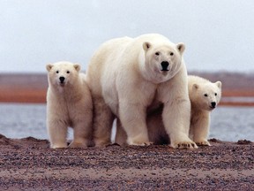 A polar bear keeps close to her young along the Beaufort Sea coast in Arctic National Wildlife Refuge, Alaska in a March 6, 2007 file photo. (REUTERS/Susanne Miller/USFWS/handout)