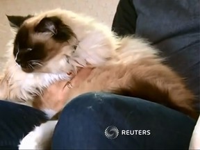 Tiffany the cat was sold with her owners house. (YouTube/Screengrag/Reuters)