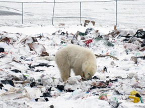 A polar bear rummages through a garbage dump in Arviat, Nunavut. (Handout)