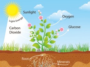 photosynthesis