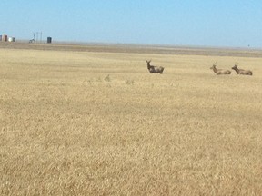 Handout photo courtesy Jeff Lewandoski shows a number of elk which he and others farmers say are causing major problems near Jenner and Suffield, Alta, about 300 km east of Calgary, Alta. Jeff Lewandoski/Calgary Sun/QMI Agency