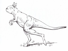 An artist's rendering shows a big-bodied, short-faced kangaroo called a sthenurine that lived in Australia from about 13 million years ago until about 30,000 years ago, in this undated handout. (REUTERS/Brian Regal/Brown University/Handout via Reuters)