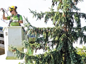 With the Skylon Tower in the background, an employee with the Niagara Parks Commission  works high above the ground removing lights from the trees in Queen Victoria Park in Niagara Falls. The lights are being removed in preparation for this year’s new light displays for the upcoming festival of lights.
QMI Agency