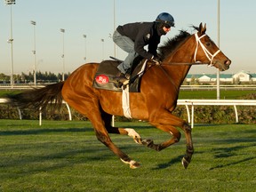 Pattison Canadian International contender The Pizza Man breezes under local jockey Jesse Campbell in preparation for Sunday’s $1-million dollar race at Woodbine. (MICHAEL BURNS/PHOTO)