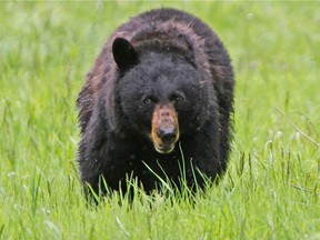 A black bear walks across a meadow near Tower Fall in Yellowstone National Park, Wyoming in this file photo taken June 20, 2011.  REUTERS/Jim Urquhart/Files
