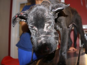 This severely abused black lab was put down by the City of Toronto's Animal Services on Oct. 15, five days after it was found near Jane St. and Finch Ave. W.