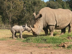 A male White Rhino calf stands up next to his mother at Taronga Western Plains Zoo in Dubbo in this handout picture obtained by Reuters on May 21, 2013. REUTERS/Taronga Zoo/Handout via Reuters