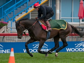 Pattison Canadian International favourite Brown Panther (left) gallops over the E.P. Taylor turf course on Saturday. (Michael Burns/Photo)