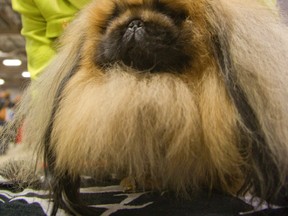 Doc, a Pekingese is the $10,000 Best in Show at the 2014 Purina National Dog Show in London, Ont. is groomed by his owner Diane Bell-Curley of the Ottawa region.
Mike Hensen/The London Free Press/QMI Agency
