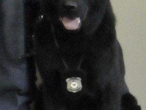 Police service dog Kuno